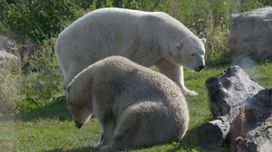 Secrets of the Zoo, Season 4 Episode 6 image