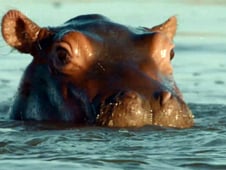 Nature, Season 40 Episode 11 image