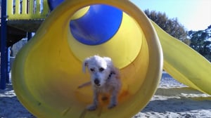 Animals Unleashed, Season 1 Episode 13 image