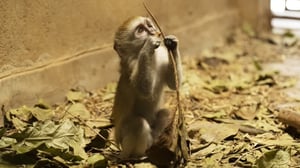 Malawi Wildlife Rescue, Season 1 Episode 2 image
