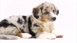 Dogs 101, Season 2 Episode 9 image