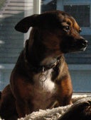 Dog Whisperer, Season 4 Episode 35 image