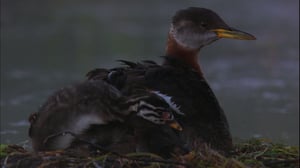 Sunrise Earth, Season 1 Episode 3 image