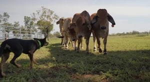 Muster Dogs, Season 1 Episode 3 image