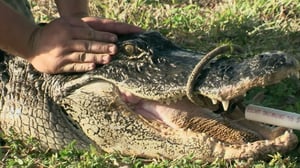 Gator Boys, Season 2 Episode 1 image