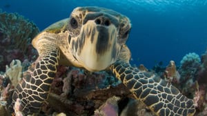 The Crocodile Hunter, Season 2 Episode 5 image