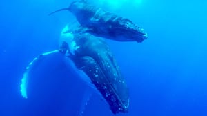 Wild Pacific, Season 1 Episode 6 image