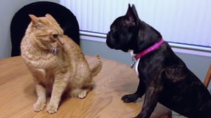 America's Funniest Videos: Animal Edition, Season 1 Episode 7 image