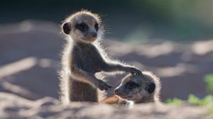 Nature, Season 36 Episode 8 image