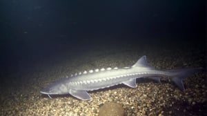 Monster Fish, Season 1 Episode 1 image