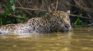 South America's Weirdest Animals, Season 1 Episode 3 image