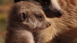 Meerkat Manor, Season 4 Episode 7 image