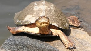 Earth Odyssey with Dylan Dreyer, Season 5 Episode 10 image