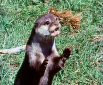 The Life and Times of Grizzly Adams, Season 2 Episode 12 image