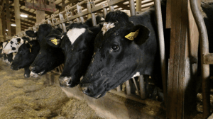 Heartland Docs, DVM, Season 1 Episode 2 image