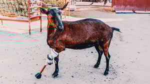 The Wizard of Paws, Season 7 Episode 2 image