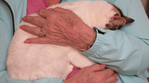 The Incredible Dr. Pol, Season 14 Episode 2 image