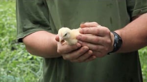 A Moveable Feast with Fine Cooking, Season 1 Episode 6 image