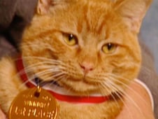 It's a Miracle, Season 1 Episode 15 image