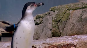 The Secret Life of the Zoo, Season 1 Episode 2 image