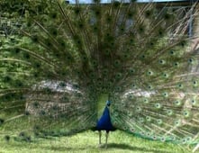 Tots TV, Season 1 Episode 25 image