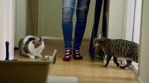 My Cat from Hell, Season 10 Episode 3 image