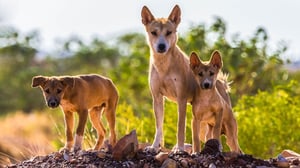 Magical Land of Oz, Season 1 Episode 3 image