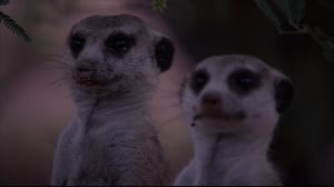 Meerkat Manor, Season 4 Episode 6 image