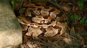 Lone Star Law, Season 6 Episode 8 image