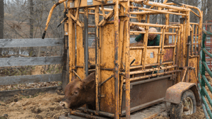 The Incredible Dr. Pol, Season 8 Episode 10 image