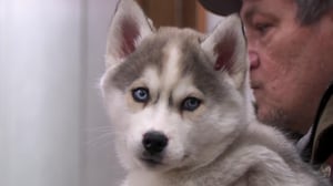 The Incredible Dr. Pol, Season 18 Episode 4 image