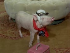 Green Acres, Season 5 Episode 4 image