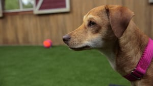 Lucky Dog, Season 2 Episode 17 image