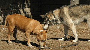 Dog Whisperer with Cesar Millan, Season 7 Episode 4 image