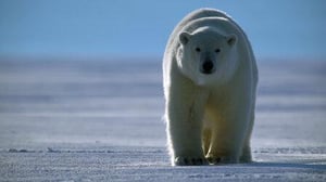 Animal, Season 2 Episode 3 image