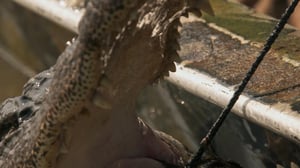 Swamp People, Season 13 Episode 1 image