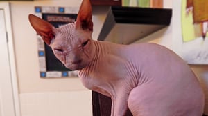 My Cat from Hell, Season 8 Episode 5 image