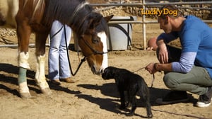 Lucky Dog, Season 1 Episode 10 image