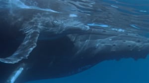 Nature's Strangest Mysteries: Solved, Season 1 Episode 3 image