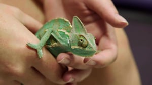 The Vet Life, Season 3 Episode 5 image