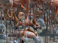 The Blue Planet, Season 1 Episode 7 image