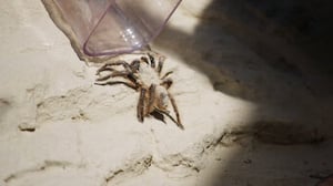 You vs. Wild, Season 1 Episode 6 image