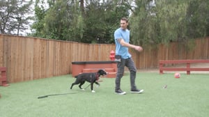 Lucky Dog, Season 3 Episode 2 image