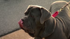 It's Me or the Dog, Season 2 Episode 12 image