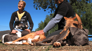 Dog Whisperer with Cesar Millan, Season 4 Episode 28 image