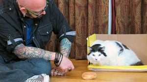 My Cat from Hell, Season 7 Episode 5 image