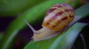 World's Weirdest, Season 4 Episode 5 image