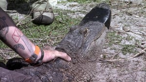 Swamp Brothers, Season 1 Episode 15 image