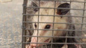 Backyard Oil, Season 1 Episode 8 image