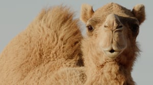 Mammals, Season 1 Episode 5 image